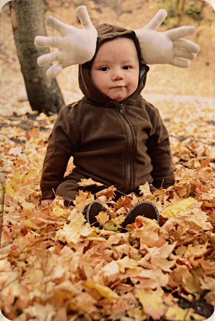 Moose